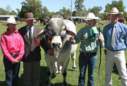 Senior champion bull - Rural College Coldier. Handler: Michelle Hanson