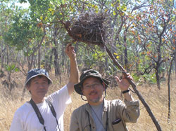 (l-r) Associate Professor Eguchi and Professor Keisuke Ueda inspect a dormitory nest of Grey-crowned Babbler at Coomalie Farm
