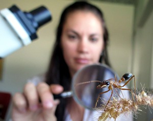 Researcher to analyse buffel grass effect on desert ants